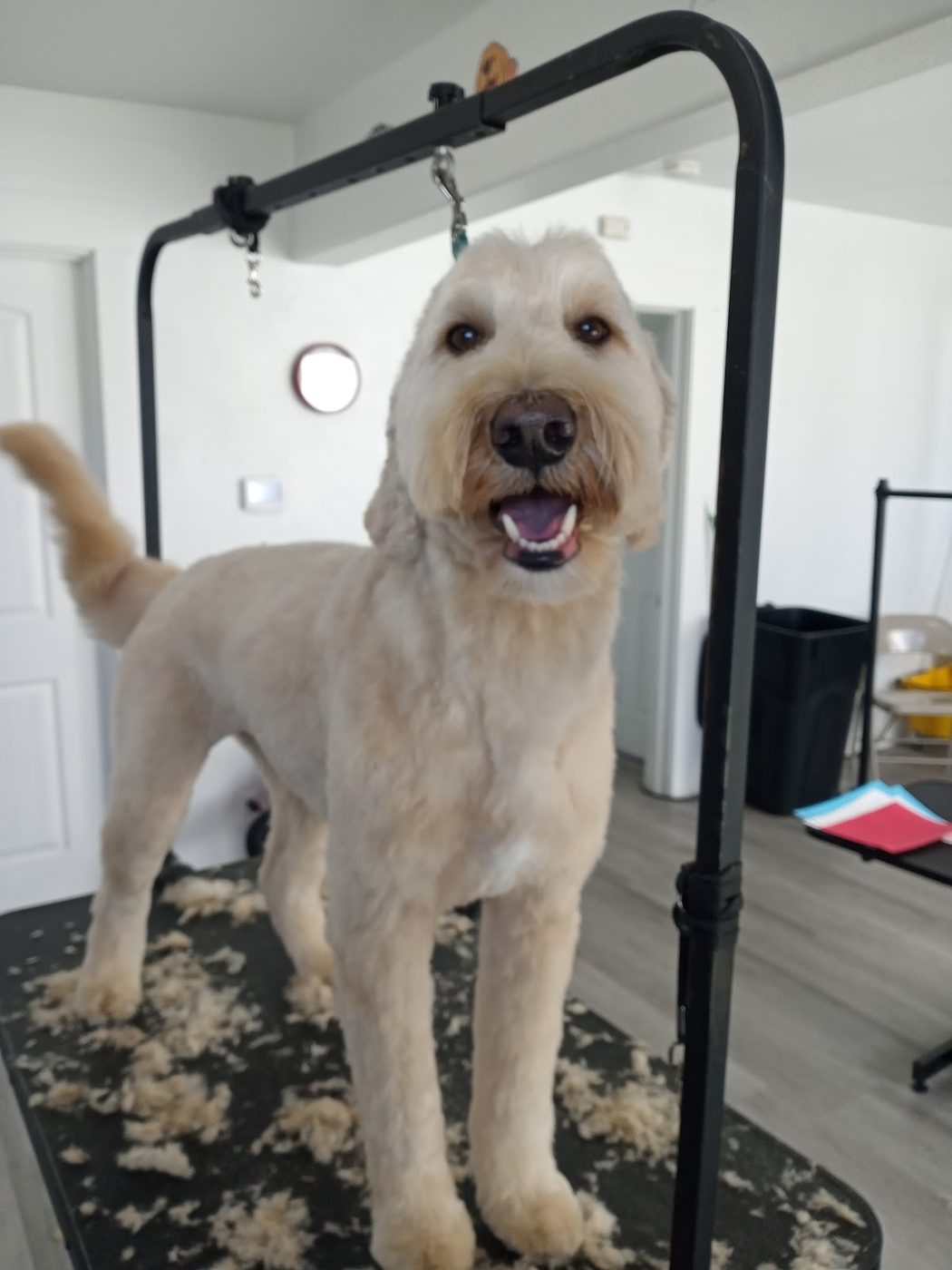 A freshly groomed doodle smiling at Barking Beauties Pet Salon in Nampa