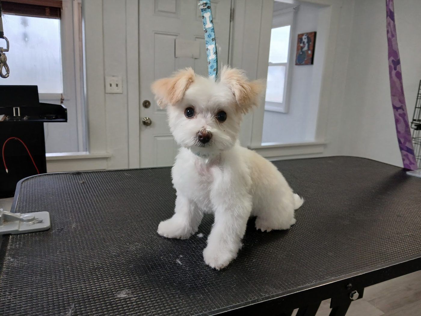 Bath and Brush at Barking Beauties in Nampa