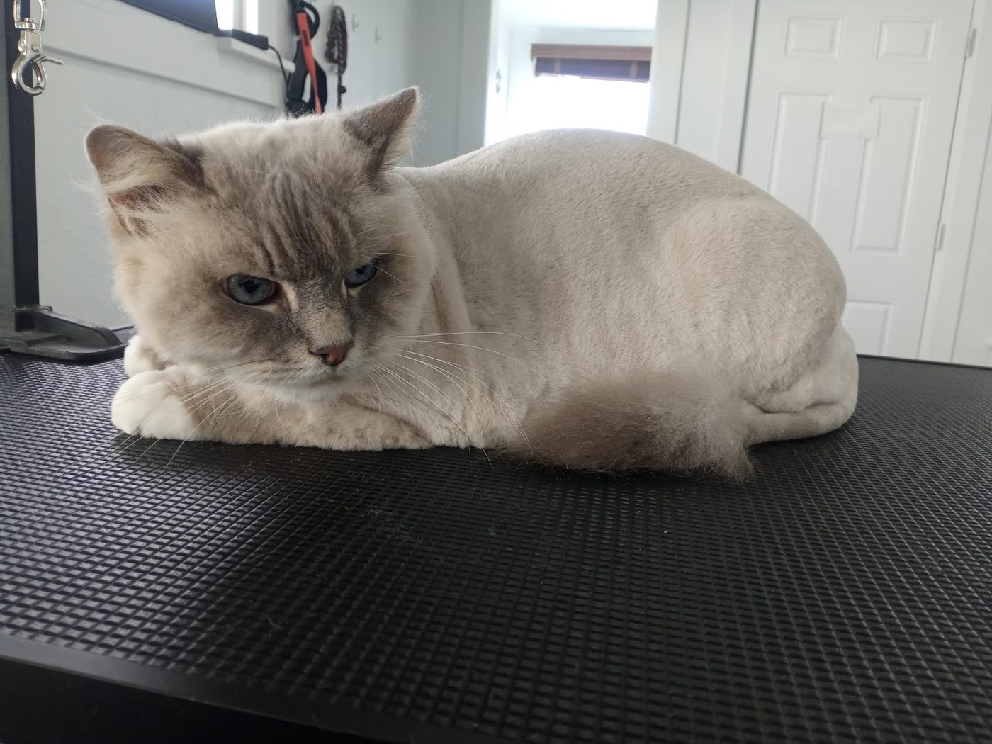 Cat Grooming at Barking Beauties in Nampa