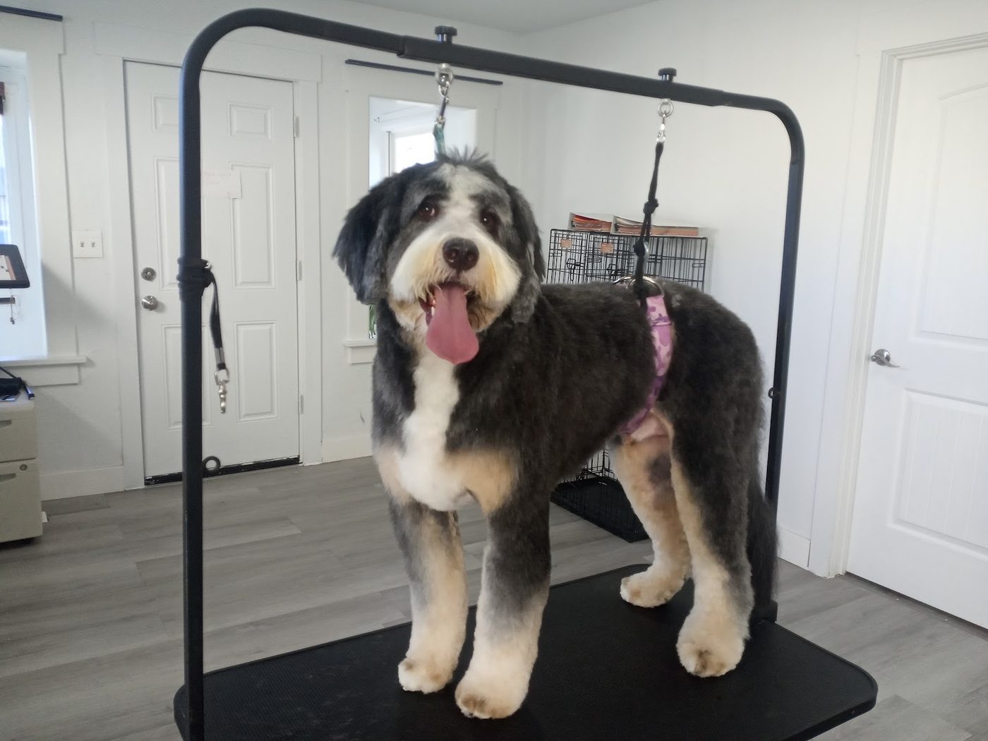 Deshedding Treatment at Barking Beauties in Nampa