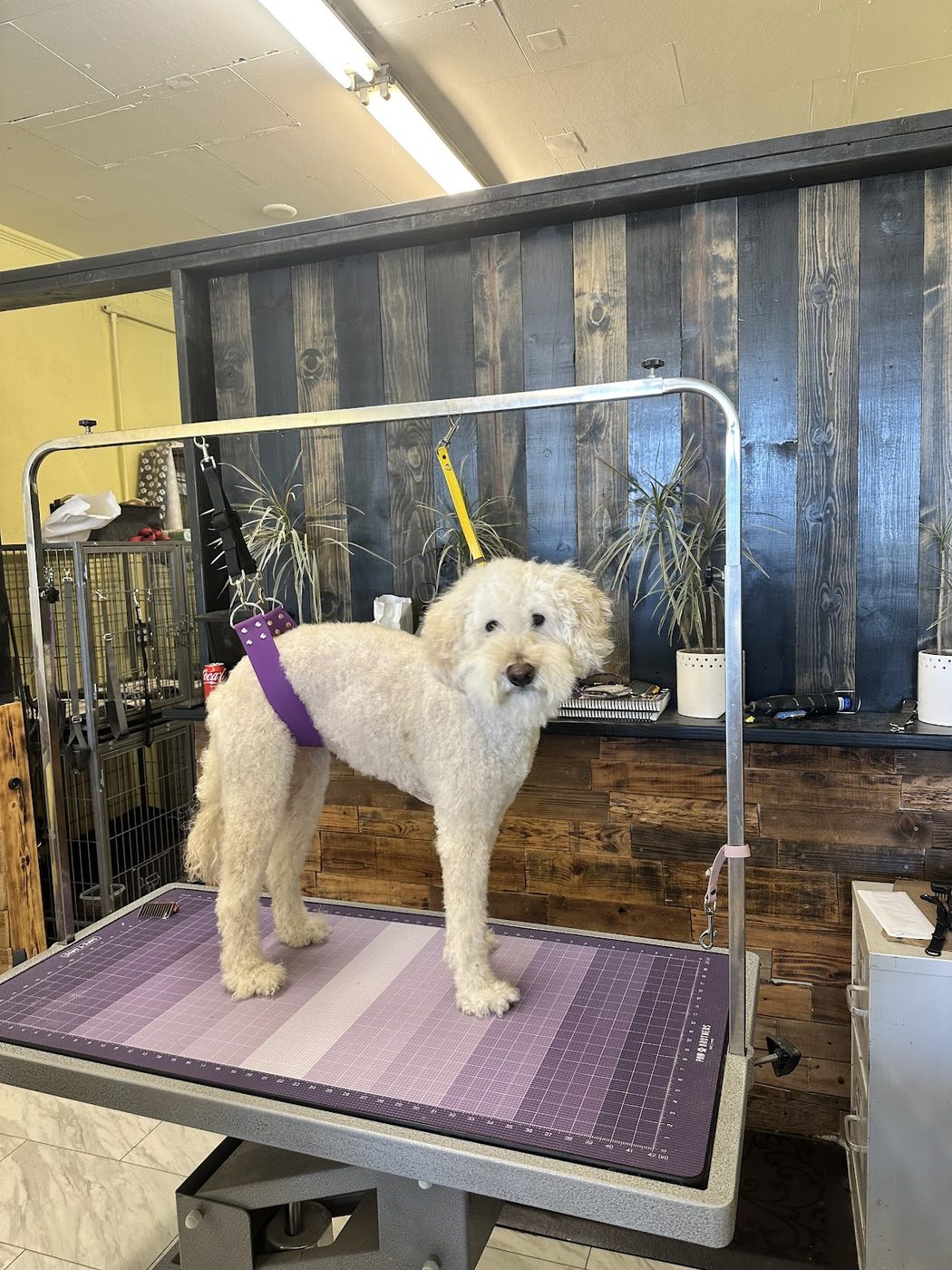 Doodle and Poodle Grooming at Barking Beauties in Nampa